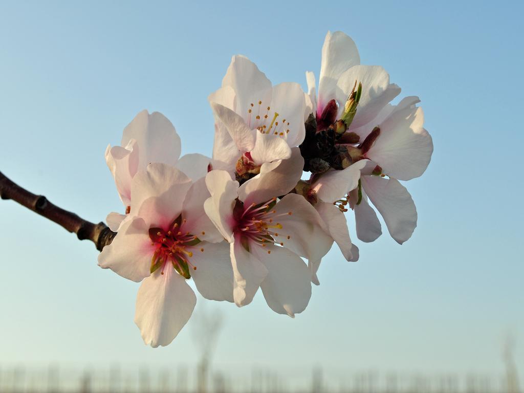 Hofgarten Rosa Ilbesheim bei Landau in der Pfalz Екстер'єр фото